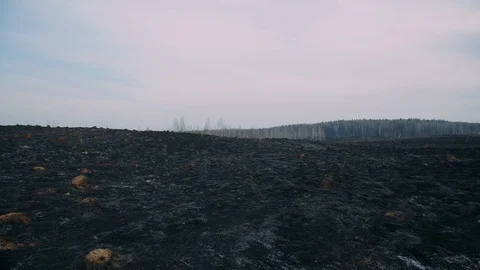 The scorched field panorama. dim sky. 스톡 동영상 128809061