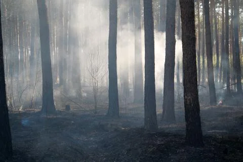 Scorched forest after fire Foto stock