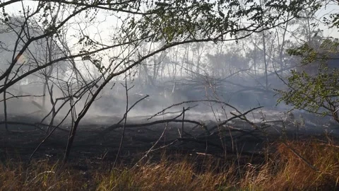 Scorched forest landscape in the rays of the sun. Ash covered the forest after Stock Footage 143756929