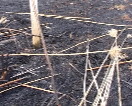 Scorched Ground Vídeo Stock 1039269