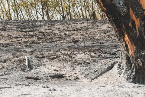 Scorched tree trunk with raw orange wood exposed where charred bark peeled .. Stock Photos