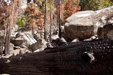 Scorched trees after forest fire Stock Photos