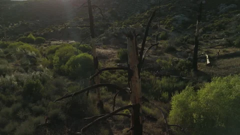 Scorched trees Vídeo Stock 345293701
