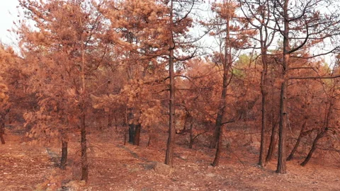 Scorched withered pine trees after fire. Singed and yellowed evergreen forest Stock Footage 159764354