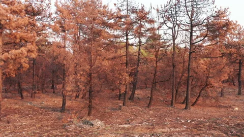 Scorched withered pine trees after fire. Singed and yellowed evergreen forest Stock Footage 159766297