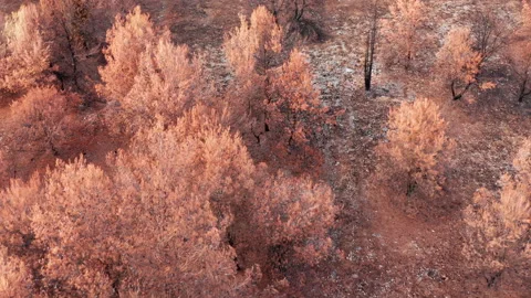 Scorched withered trees after fire. Singed and yellowed evergreen forest Stock Footage 159747596