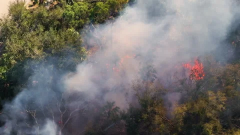 Scorching flames devour Florida forest vegetation during drought season Stock Footage 310703029