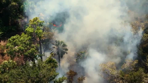 Scorching flames devour Florida forest vegetation during drought season Stock Footage 312970940