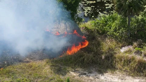 Scorching flames devour Florida forest vegetation during drought season Stock Footage 317274574