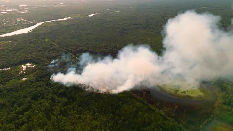 Scorching flames devour Florida forest vegetation during drought season Stock Footage 329141824