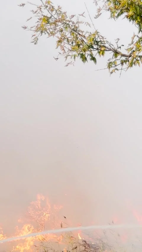 Scorching inferno devastates vegetation, flames crackle in the dry air Stock Footage 316709224