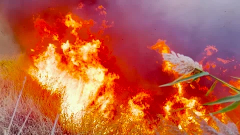 Scorching land fire, devastating natural habitats, urgent need for fire Stock Footage 308321481