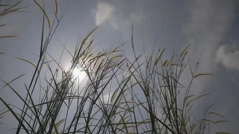 The scorching sun in summer Stock Footage 200801103