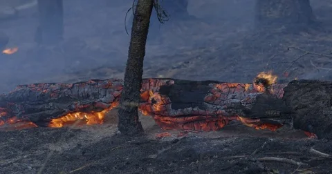 Scorching Wildfire: Burning Tree Trunk on Windy Day, forest fire Stock Footage 78016253