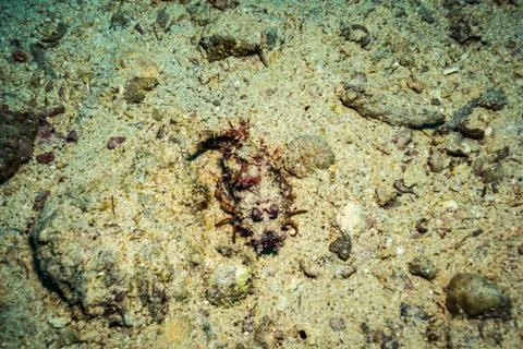 Scorionfish Foto stock