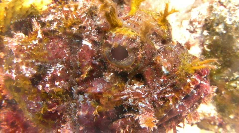 Scorpian fish Stock Footage 721829