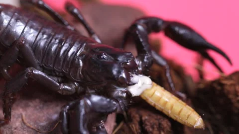 Scorpio eats prey 库存影片 147031696