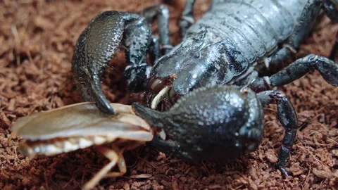 Scorpio feeding on its insect prey Stock Footage 322193741