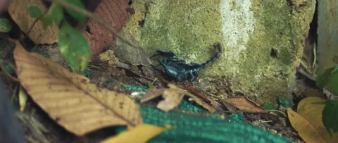 Scorpio fights with a stick Stock-Footage 235112418