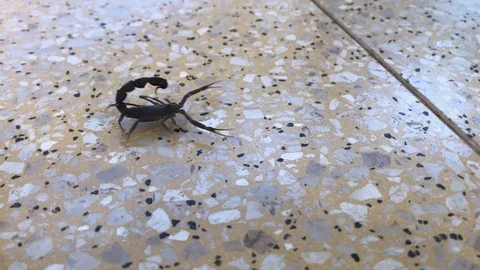 Scorpio Stock Footage 117126231