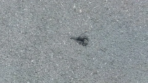 Scorpio Stock Footage 158369605