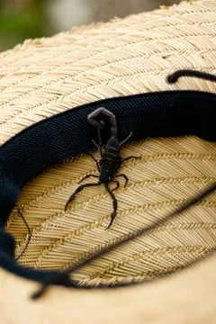 Scorpio in hat Fotos Stock