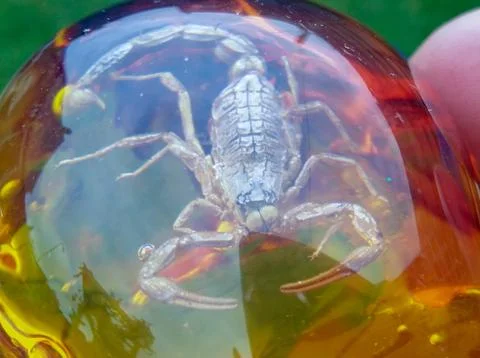 Scorpio inside the amber Stock Photos
