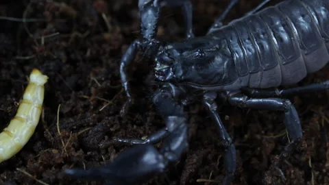 Scorpio learns to hunt 库存影片 121323904