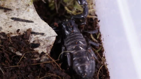 Scorpio lurking in the ground Stock Footage 131101243