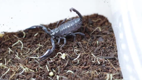 Scorpio is preparing to attack 库存影片 129833562