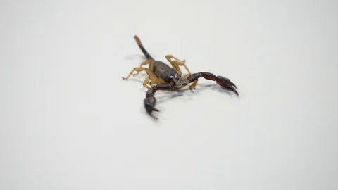 Scorpio, scorpion moves on a white table. Scorpions are predatory arachnids Stock Footage 106207256