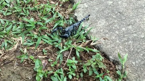 Scorpio walking in thailand Stock Footage 92423259