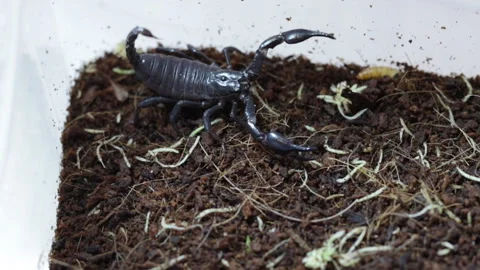 Scorpio walks the earth 库存影片 130062245
