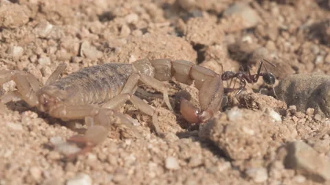 Scorpion 4K Stock-Footage 144147340
