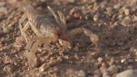 Scorpion 4K Stock-Footage 144211556
