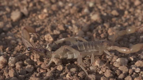Scorpion 4K Stock-Footage 144245295