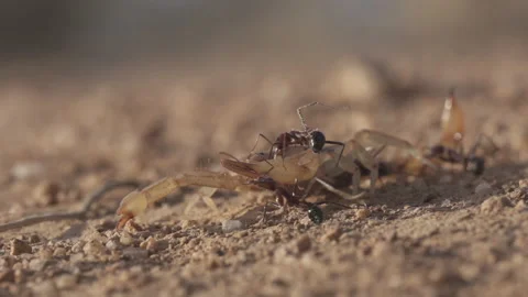 Scorpion 4K Stock-Footage 146053709