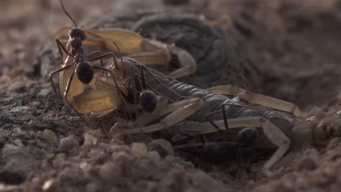 Scorpion 4K Stock-Footage 146088135