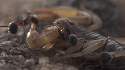 Scorpion 4K Stock-Footage 146101558