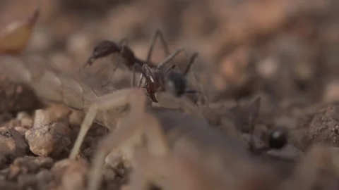 Scorpion 4K Stock-Footage 146148643