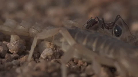 Scorpion 4K Stock-Footage 146169786