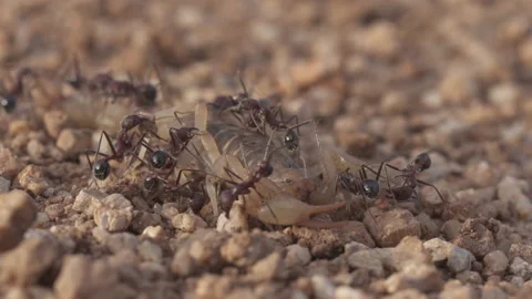 Scorpion 4K Stock-Footage 146821880