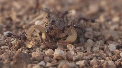 Scorpion 4K Stock-Footage 146868971