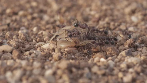 Scorpion 4K Stock-Footage 146874586