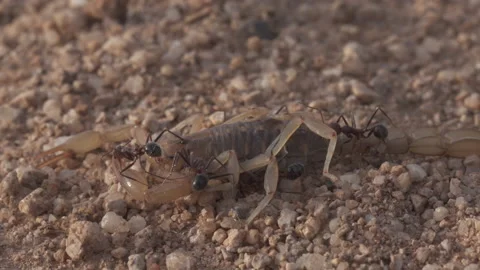 Scorpion 4K Stock-Footage 146875390