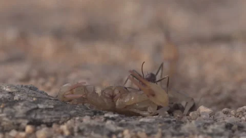 Scorpion 4K Stock-Footage 146922965