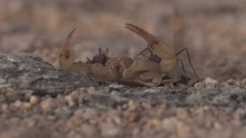 Scorpion 4K Stock-Footage 146930169