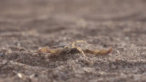 Scorpion 4K Stock-Footage 147056899