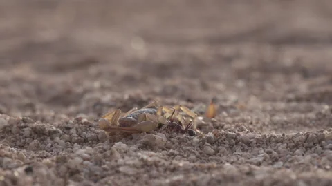 Scorpion 4K Stock-Footage 147224578