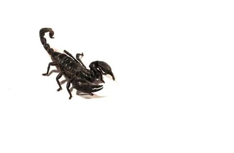Scorpion, with attack Stock Photos